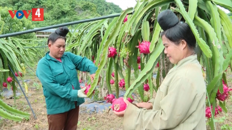 Hợp tác xã ở Sơn La chủ động tiêu thụ, xuất khẩu thanh long