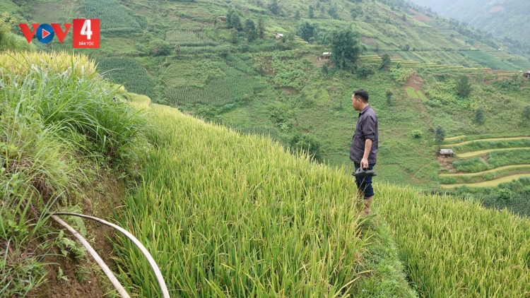 Mua lúa giống trôi nổi, bà con vùng cao thất thu