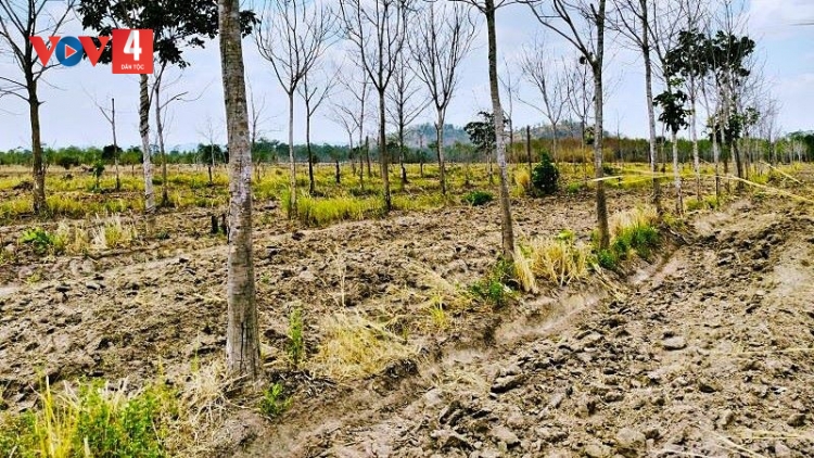 Gia Lai loay hoay chuyển đổi 12.000ha cao su trên đất rừng nghèo