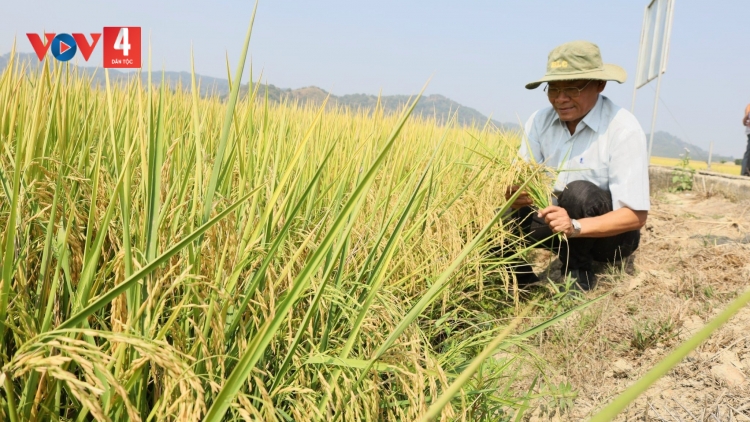 Đắk Lắk bán thành công gần 17 tấn khí giảm phát thải (CO2e) trên lúa