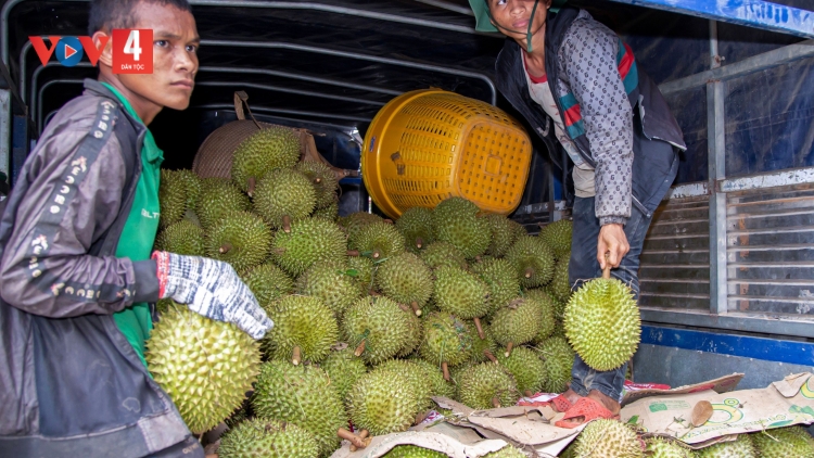 SẦU RIÊNG ĐƠƠNG CHÔ LÂH 1.000 TỶ ĐỒNG ĐOỌNG HA ĐA DING CA COONG KHÁNH HÒA