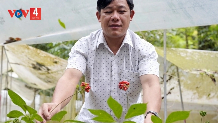 ĐƠƠNG SÂM VIỆT NAM TƯỚC OOY BHA LANG K’TIẾC