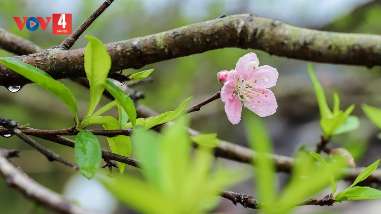 XUÂN VỀ BÊN DÒNG A VƯƠNG