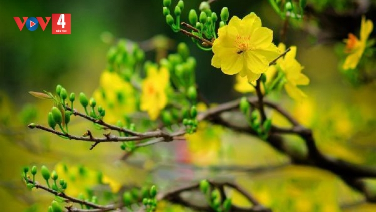 T'RUIH PA XƯL P'RÁ CƠ TU  THỨ NĂM T'NGAY 02/01/2025