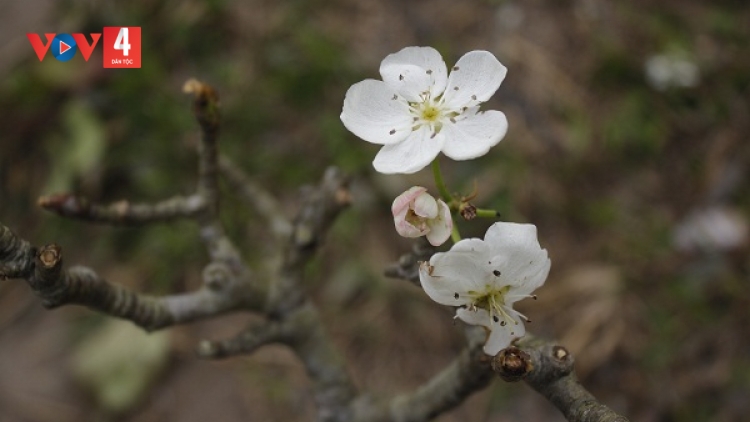CHƯƠNG TRÌNH KHAY HENG TÀY - NÙNG (Thứ Sáu– Vằn 7/2/2025)