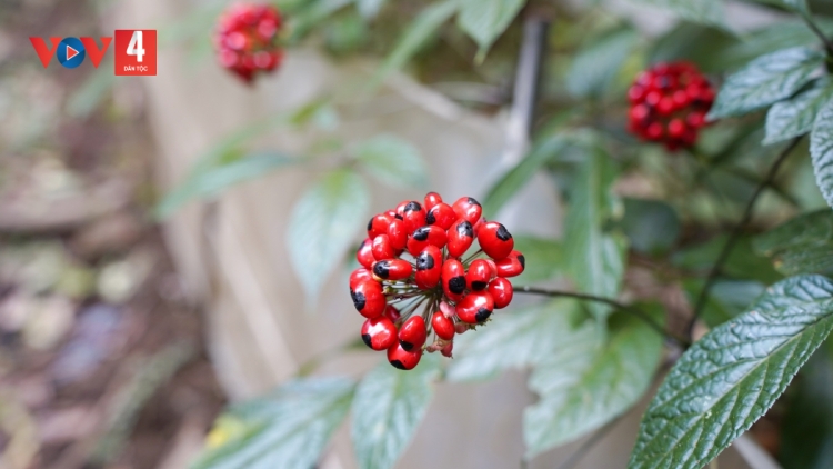 QUẢNG NAM BHRỢ XANG ĐỀ ÁN PA DƯR TRUNG TÂM CÔNG NGHIỆP Z’NƯƠU