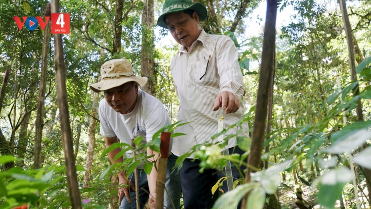 QUẢNG NAM XOOC VÊY 1.500 HA CHOH SÂM NGỌC LINH