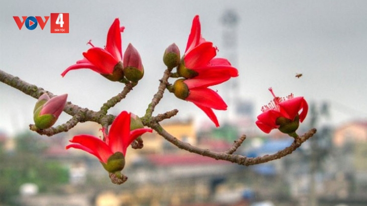 CHƯƠNG TRÌNH KHAY HENG TÀY-NÙNG  (Thứ Hai, Vằn 12/5/2025)