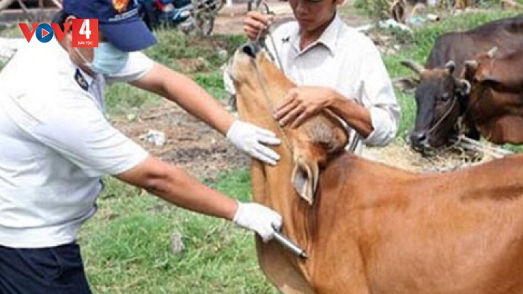 PAY ĐOỌNG LÂH 2,2 ƯC LIỀU VẮC - XIN BHIH BUM, CHR’COOP ZOOI ĐOỌNG HA 30 VÊÊL ĐONG CHA GROONG PR’LUH