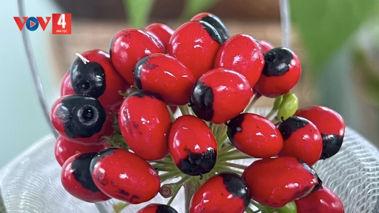 PA ĐƠP 7000 T’NƠƠM M’MA SÂM NGỌC LINH HA PR’LOỌNG DHA RƯT