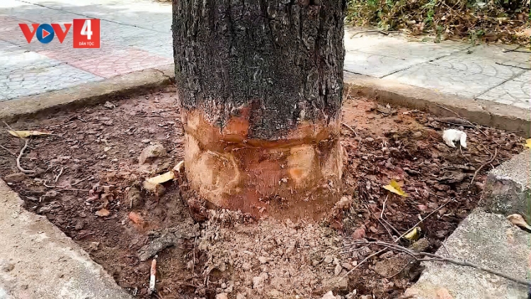 BẤC N’LOONG SAO ĐEN COH C’LÂNG PHỐ ĐÔNG HÀ, QUẢNG TRỊ CRÊÊ TA COL, GOỌ ĐHỊ TƠƠM