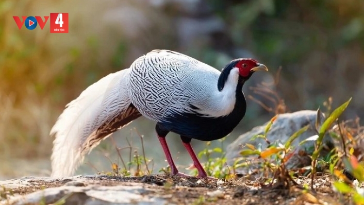 QUẢNG NGÃI: BƠƠN LÊY A TƯCH LÔI ĐHỊ BHƯƠN K’TIẾC K’RUUNG CHƯ MOM RAY