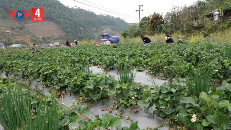  PỈ NOỌNG BẠI DÂN TỘC TÂY BẮC – LỒNG LÈNG HẾT KIN TỨ BẠI MÒN ĐÂY MJẢC CÚA TỈ FUÔNG