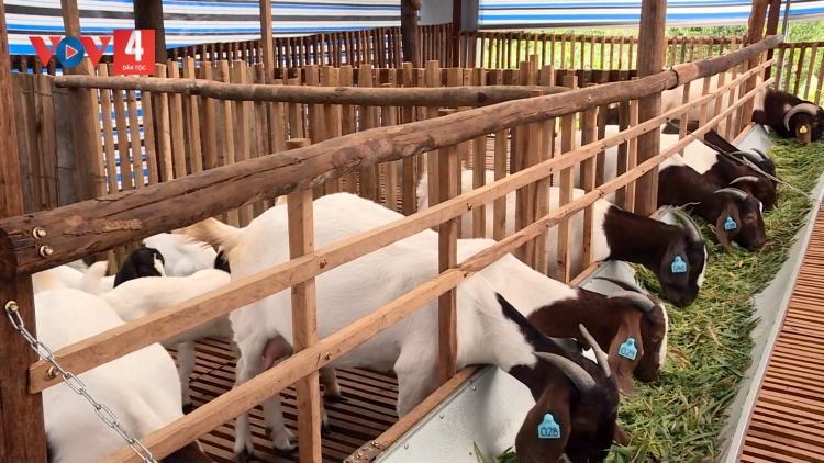 BĂN BÉ - C’LÂNG BHRỢ CHA K’VAN NHÂM MÂNG 