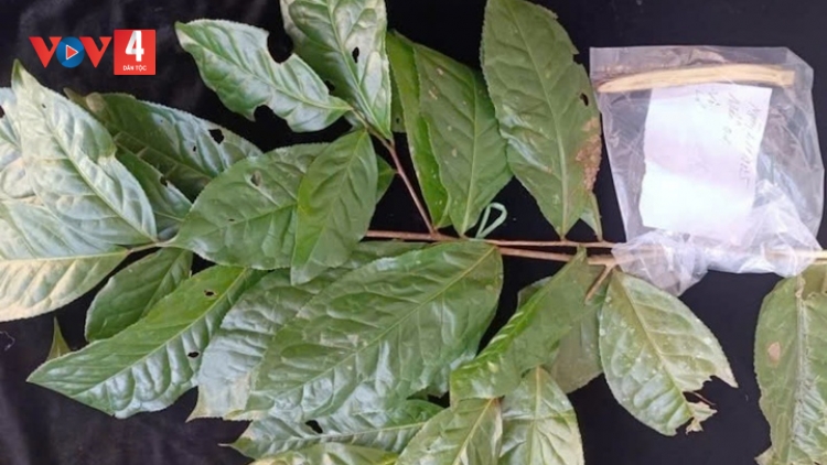 BƠƠN LÊY CHÈ SHAN CRÂNG GA MĂC COH DA DING  VÊY DAL LÂH 1000 MÉT ĐHỊ HUẾ