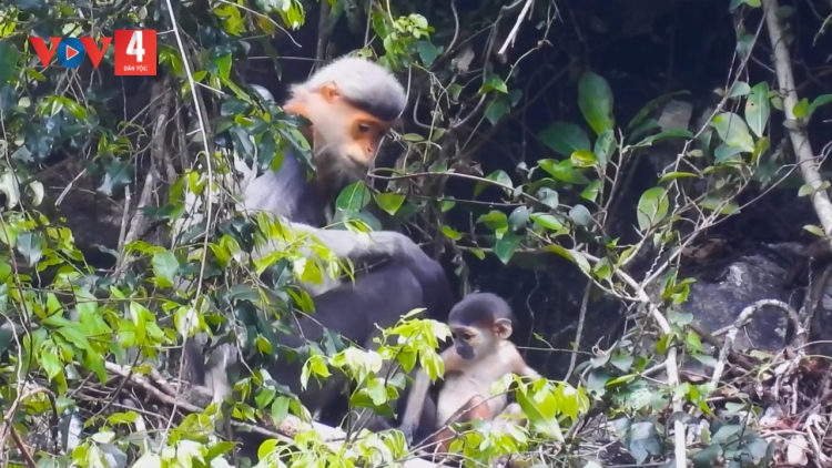 ĐHANUÔR TAM MỸ PA ZƯM TÊY ZƯ LÊY T’NOOI BỌO