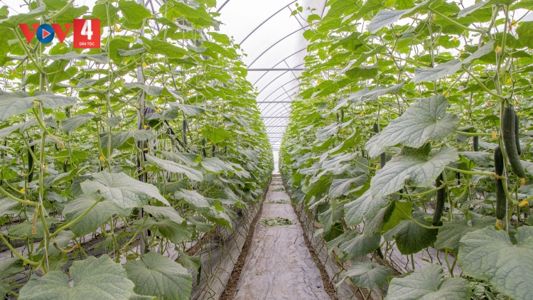 HẢI PHÒNG VẰN HẲM MÌ LAI BÚNG ĐĂM CHAY NÈM TÀNG DƯỞNG MẤƯ