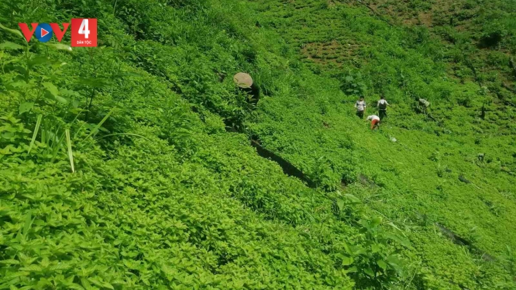 LƯỜNG FẨN CAO BẰNG: TỨ CO NHẢ TÁNG TỨN THÂNG PỀN THÌNH CÚA ĐĂM CHAY PÈNG QUỶ TẰNG NẶM MƯỜNG