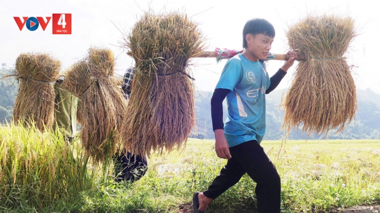 CHƯƠNG TRÌNH KHAY HENG TÀY-NÙNG  (Vằn 19/11/2025)