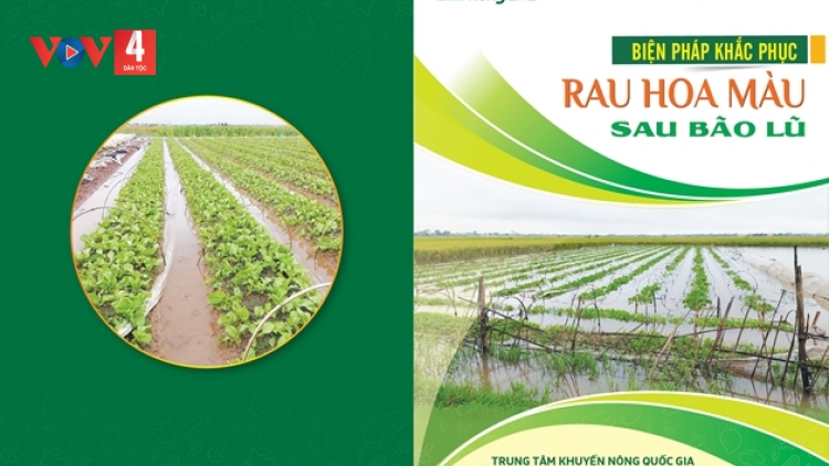 Biện pháp khắc phục rau hoa màu sau bão lũ