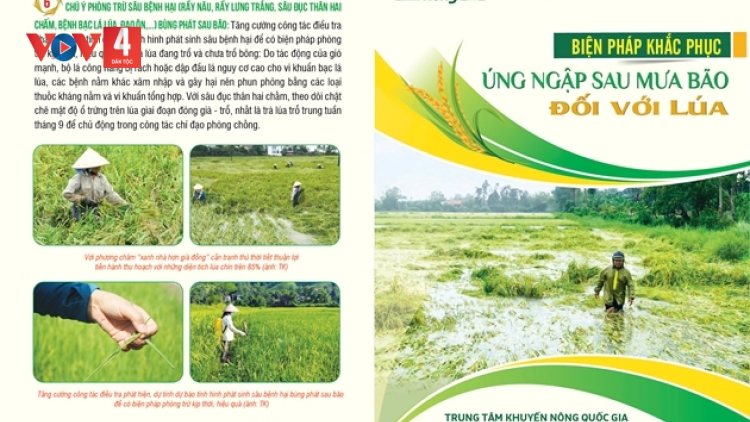 Biện pháp khắc phục úng ngập sau mưa bão đối với lúa