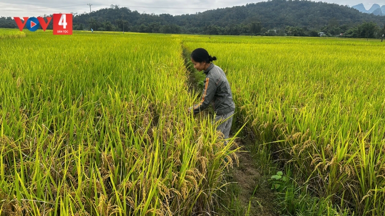 SLẢNH CAO BẰNG PANG CHỎI PỈ NOỌNG ĐĂM CHAY LĂNG PÀY PHÂN NOÒNG CẢI VẠ CHẮP XẶP BẠI PẢN FÁP TẢNG LÀN DÊN, DÁC HẨƯ BẠI TUA CÚA