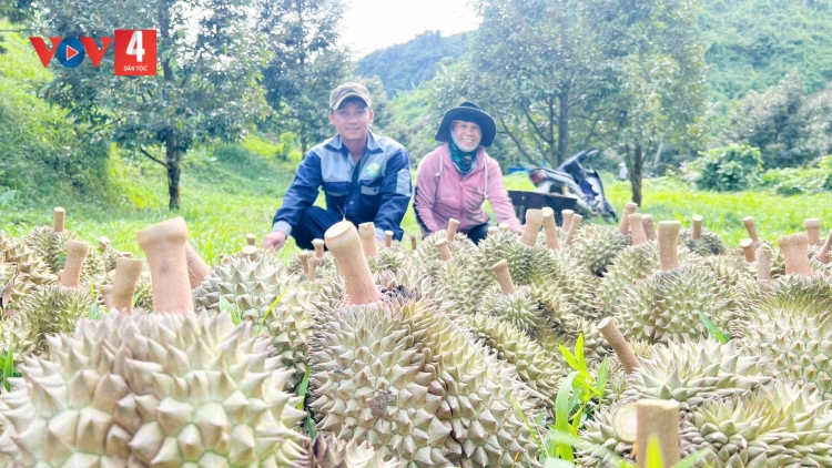 CHOH SẦU RIÊNG COH K’COONG CH’NGAI ĐÀ NẴNG
