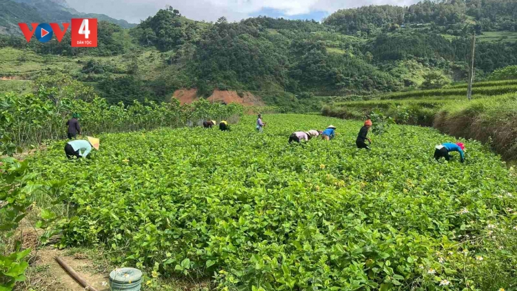 CHAY CO MỌN SLE LIENG MỌN VẠ HẾT MIỂN MẰN TOONG DÚ SLẢNH CAO BẰNG