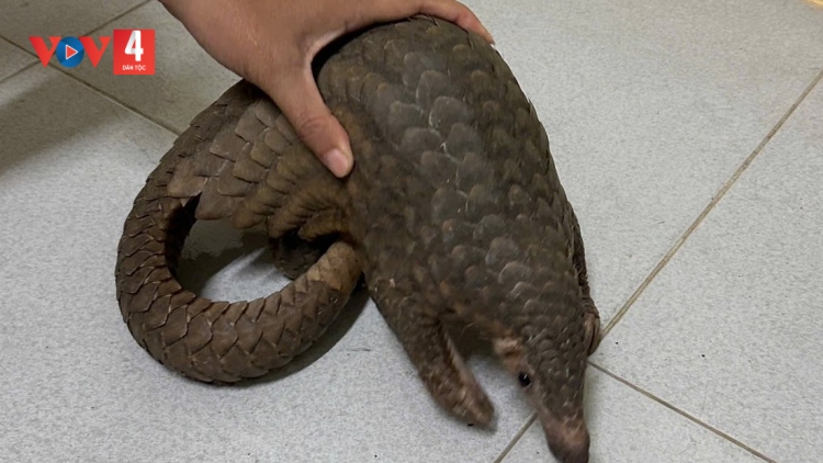 ĐHANUÔR QUẢNG NGÃI PAZAO ĐOỌNG 1 P’NONG XOỌNG CROH CHR’NĂP PR’HẮT