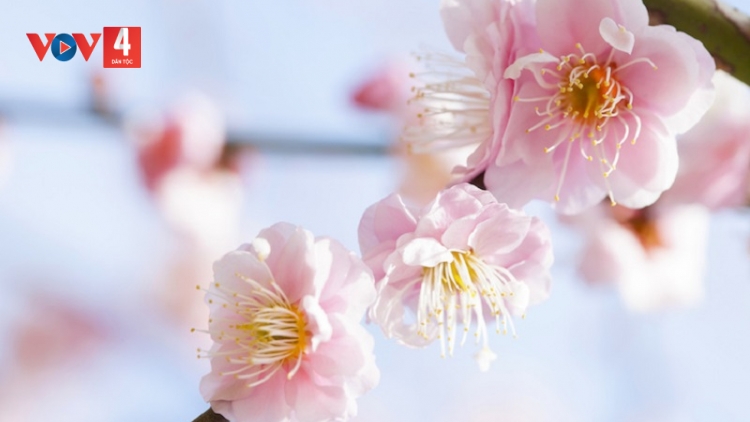 T'RUIH PA XƯL P'RA CƠ TU THỨ 7 T'NGAY 03/01/2026