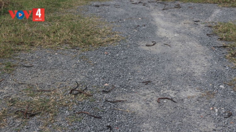 QUẢNG TRỊ: BÂC ƠL GOY LƯƠT COH MĂT K’TIÊC XANG NẶC CHÊÊT ZÊNG