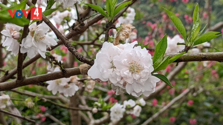 CHƯƠNG TRÌNH KHAY HENG TÀY - NÙNG (Chủ nhật, vằn 15 bươn 2 pi 2026 - 28 bươn Lảp)