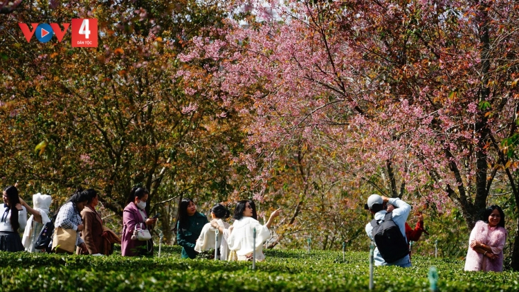 TƠƠP BHRỢ BH’RỢ BHUI HAR PÔ ANH ĐÀO ĐÀ LẠT - HA PRUỐT 2026