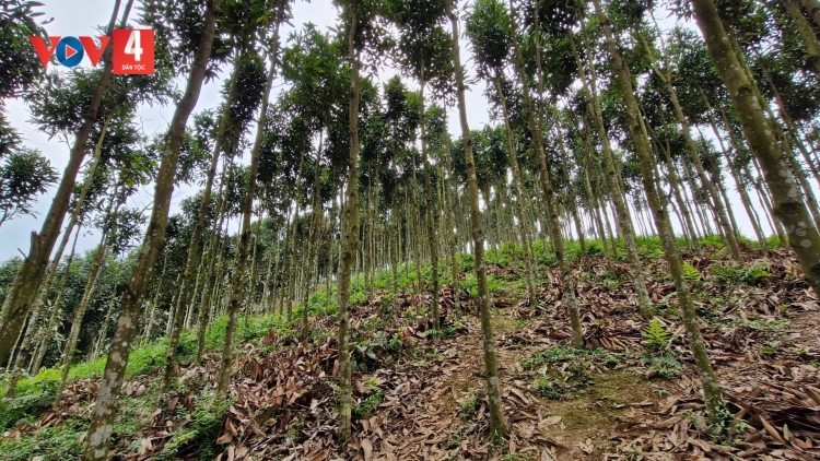 TƠƠM QUẾ ƠY PA DƯR CHR’NĂP, PR’ẶT TRMÔNG ĐHANUÔR TING HA DƯR