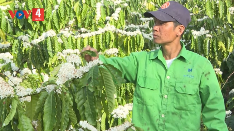 PỈ NOỌNG DÚ SLẢNH ĐẮK LẮK XÀY CĂN OÓC TỔNG NGÒI CHƯỚNG CÀ PHÊ CHANG BẠI VẰN HUA PI