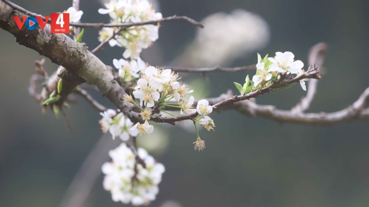 PỈ NOỌNG TỈNH ĐÀI XÁU CHƯƠNG TRÌNH (Chủ nhật, vằn xo 8 bươn 2 pi 2026)