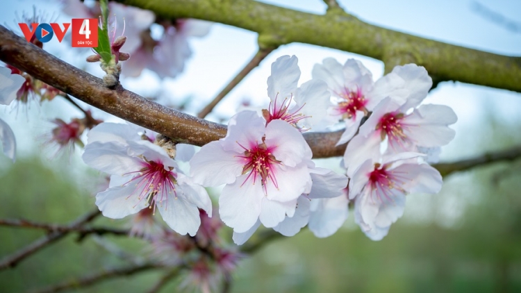 T'RUIH PA XƯL P'RA CƠ TU THỨ 7 T'NGAY 28/02/2026