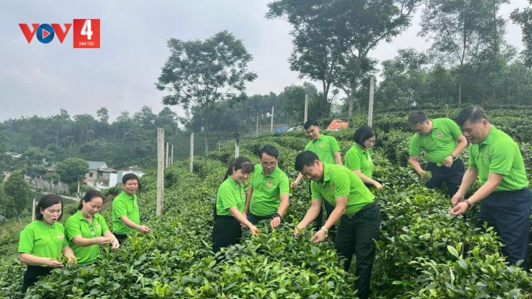 THÁI NGUYÊN: DỦNG TÀNG MẠNG DÚ BẠI PÙ CHÈ