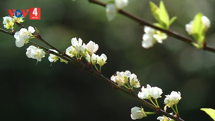 CHƯƠNG TRÌNH KHAY HENG TÀY - NÙNG (Thứ 5, vằn 19 bươn 2 pi 2026 - Xo 3 bươn Chiêng)