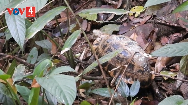 GIA LAI: P’LOH 17 P’NONG DZĂM CHÔ OOY CRÂNG CA COONG