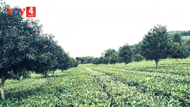 CHAY MẮC CA CHANG ĐON CHÈ PANG HẨƯ PỈ NOỌNG DÚ SLẢNH LÀO CAI HẾT KIN ĐẢY HẲM ĐÂY