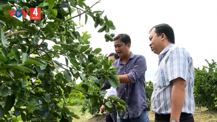 CHANH CĂH VÊY CR’LIÊNG VĨNH LONG 