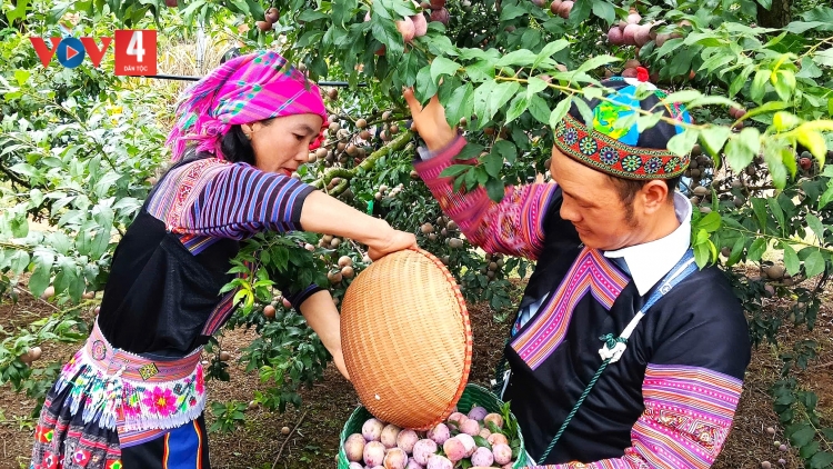 Sôi động ngày hội mận xã Lóng Phiêng 