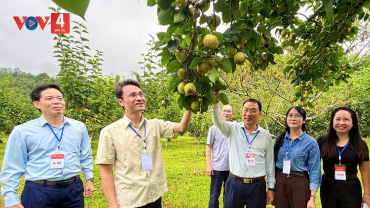 Ngày hội hái lê - Bước tiến mới trong quảng bá nông sản địa phương
