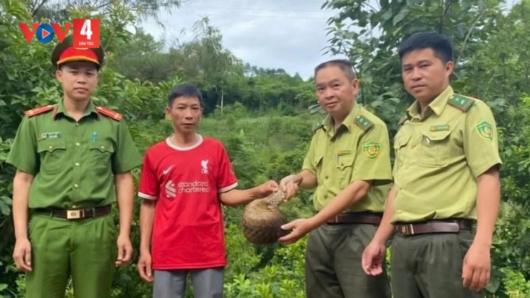 Người dân chủ động giao nộp tê tê Java quý hiếm 