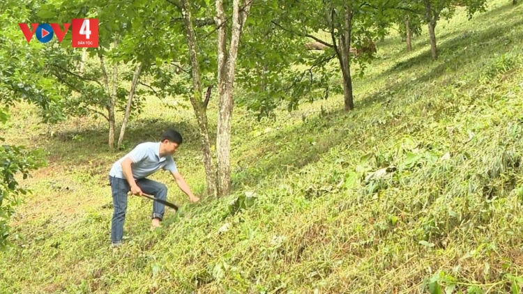 “Kỹ sư nông dân” Vi Hoàng Sơn đánh thức những triền đồi hoang hóa