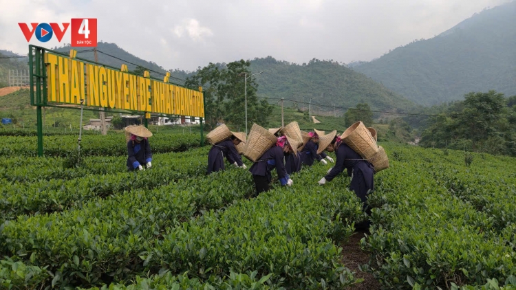 HẾT NÈM BẠI FẤN MẤƯ PANG HẨƯ CHÈ THÁI NGUYÊN VẰN HẲM ĐÂY