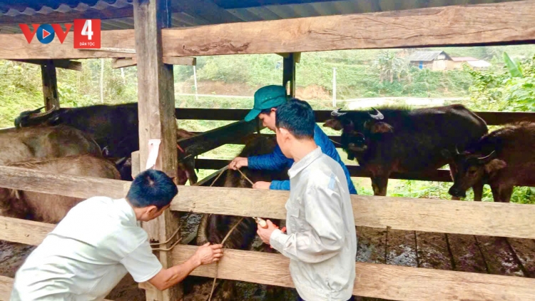 PỈ NOỌNG DÚ THÁI NGUYÊN TIÊM DA TẢNG LÀN PỈNH HẨƯ PHẤU TUA CÚA LIỆNG