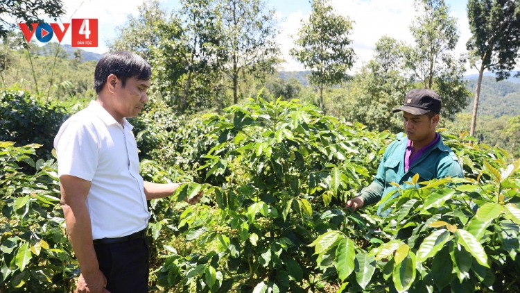 CÀ PHÊ CHOH ZR’LỤ CRUUNG K’TIẾC CHA KÊÊT NĂC C’LÂNG ...