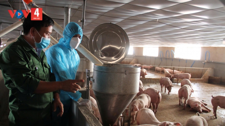 Đắk Lắk cảnh báo nguy cơ bùng phát dịch bệnh trên đàn vật nuôi